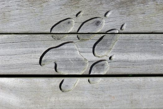 Animal paw pring carved out of wood