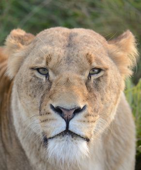 Close view of lioness face focus on eyes