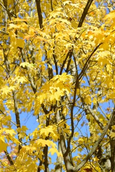 colorful Autum leafs on a crisp sunny day 