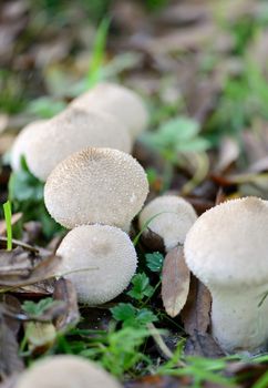 soft focus autum mushrooms in a wood