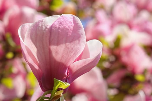 close up of magnolia bloom