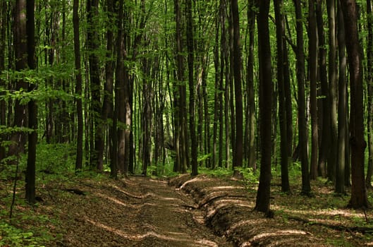 road in deciduous forest with beech trees