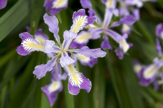 Oregon Iris Flowers Blooming in Spring Season Closeup Macro