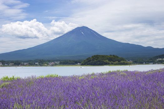 Lavender field on the bank of lake Kawaguchi with Mt. Fuji as background