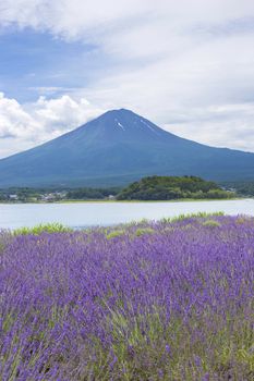 Lavender field on the bank of lake Kawaguchi with Mt. Fuji as background