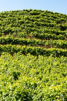 Vineyards in Stuttart - Bad Cannstatt: Very steep hills along river Neckar