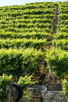 Vineyards in Stuttart - Bad Cannstatt: Very steep hills along river Neckar that can only be properly serviced using a lift