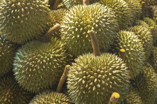 Many fresh durians. Durian is a king of fruits for many people in Southeast Asia 
