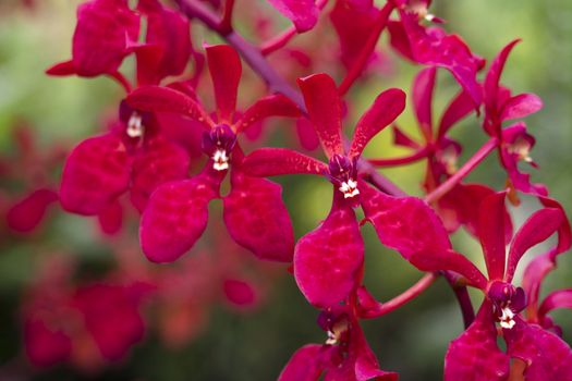 bright red orchids from National Orchid Garden of Singapore; focus on front flower