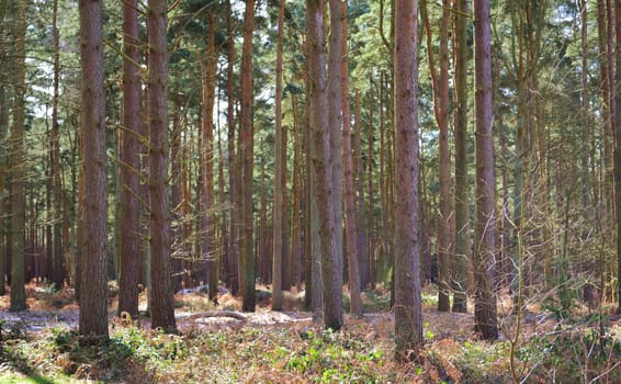 A Pine forest in Suffolk, England.