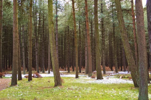 A Pine forest in Suffolk, England.