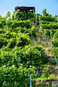 Hut in the steep vineyards of the Bad Cannstatt wine region in Stuttgart, Germany