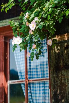 Idyllic Bavarian alpine cottage - window with curtains and wild roses