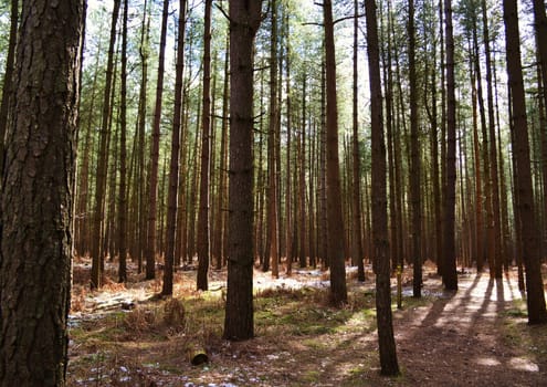 A Pine forest in Suffolk, England.