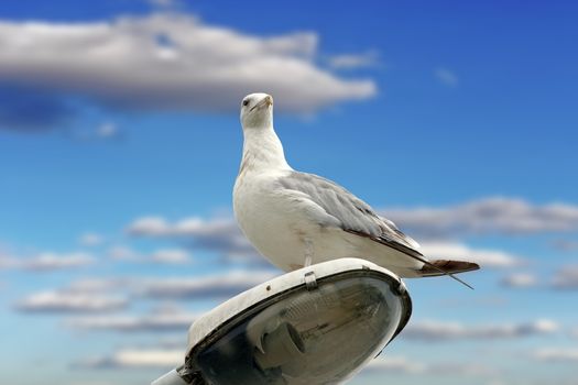 closeup of beautiful gull ( larus argentatus ) over cloudy sky background