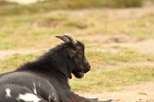 black male goat relaxing on the grass