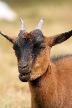 brown goat portrait chewing food in its mouth
