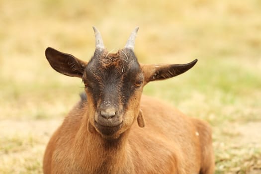 closeup of a brown goat laying relaxed in the farm yard