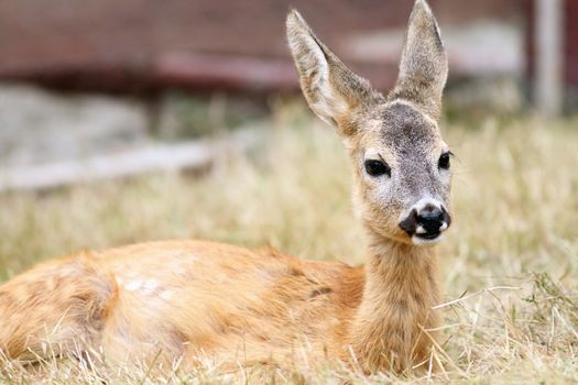 closeup of a roe deer fawn ( capreolus )