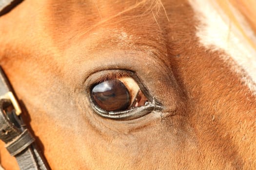 closeup of a big horse head with detail on the eye