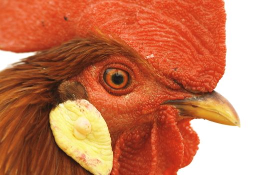 closeup of a colorful rooster eye isolated over white