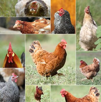 big collection of photographs with hens and roosters from the farm