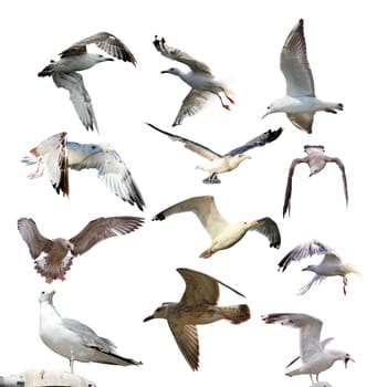 collection of gulls ( larus argentatus )  isolated over white background