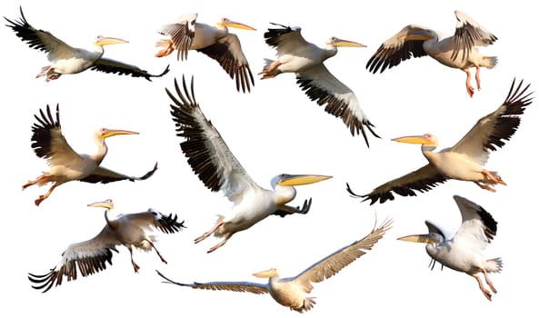 collection of pelicans in flight ( pelecanus onocrotalus ) isolated over white background