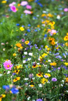 Different colourful wild flowers in garden in bright sunlight