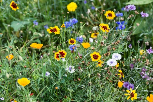 Different colourful wild flowers in garden in bright sunlight