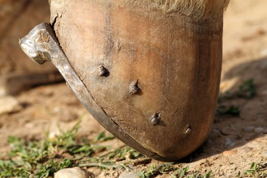 close up of horseshoe mounted on the hoof
