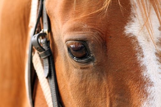 closeup shot on the eye  of beautiful beige horse