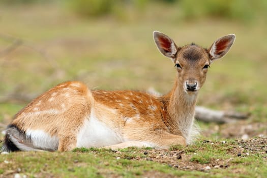 young fallow deer calf ( dama dama ) relaxing on the grass of a clearing