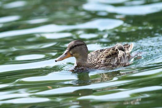 female mallard duck swimming tranquil on the water surface