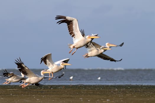 flock of great pelicans ( pelecanus onocrotalus ) taking off at Sahalin island, Danube Delta, Romania