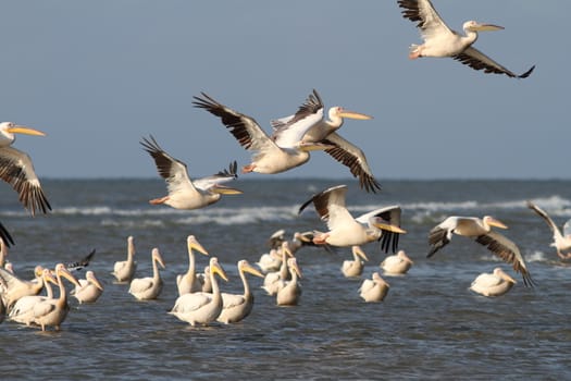 flock of pelicans ( pelecanus onocrotalus ) flying over water at Meleaua, Danube Delta, Romania