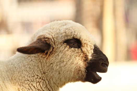 portrait of a funny lamb calling its mother
