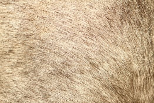 texture of gray fur from a short hair pony