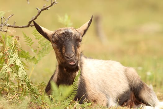 beige young goat relaxing in the grass at the farm