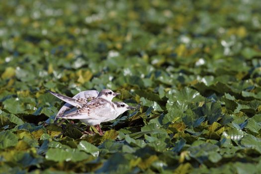 two juveniles little tern ( sterna albifrons ) standing in the swamp near Sahalin island , Danube Delta , Romania