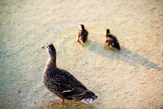 duck family - mother duck and her two ducklings in a pond