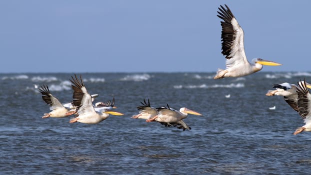 group of pelecanus onocrotalus taking off from the water surface of Black Sea, Romania