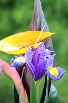 purple beautiful iris in a bouquet over green defocused background