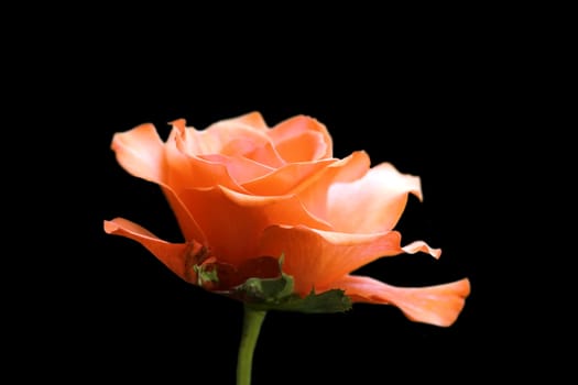 closeup of red rose isolated over dark background