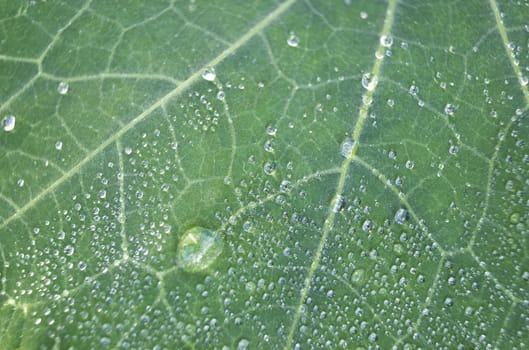 Leaf of a plant covered with dew close-up