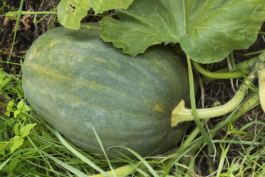 Dark colored large pumpkin hiding in bushes on melon field