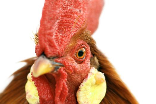 colorful big rooster portrait with the focus on the animal eye