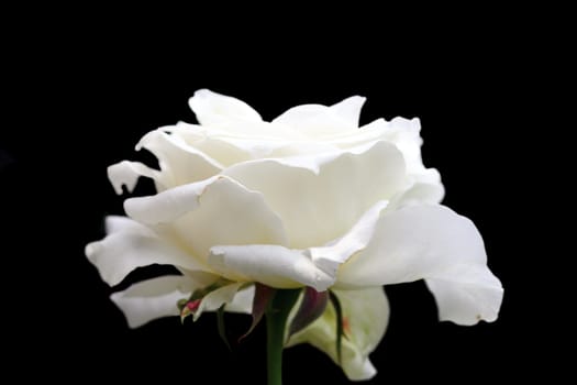 beautiful white rose in bloom isolated over dark background