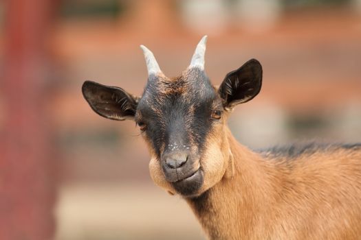 funny young brown goat ruminating the grass