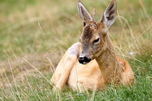 roebuck in captivity showing how the trophy is affected in this conditions